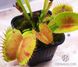 Dionaea muscipula Patches - S DM22 фото 10