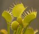 Dionaea muscipula "Yellow Fused Tooth" - S DM74 фото 4