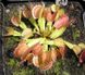 Dionaea muscipula "Yellow Fused Tooth" - S DM74 фото 1