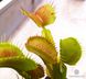 Dionaea muscipula Patches - S DM22 фото 4