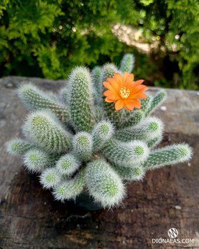 Rebutia fabrisii - Ребуция Фабриси SU134 фото