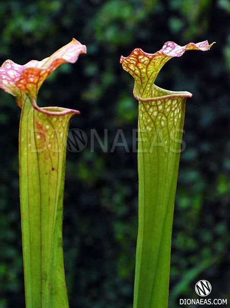 Sarracenia hybrid 10 - S S41 фото