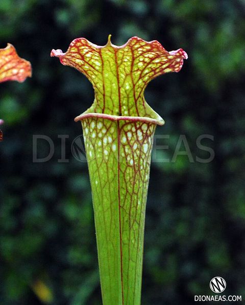 Sarracenia hybrid 10 - S S41 фото