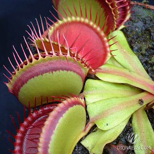 Dionaea muscipula Red Line - S DM39 фото