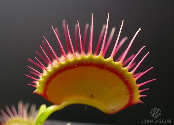 Dionaea muscipula Red Line - S DM39 фото