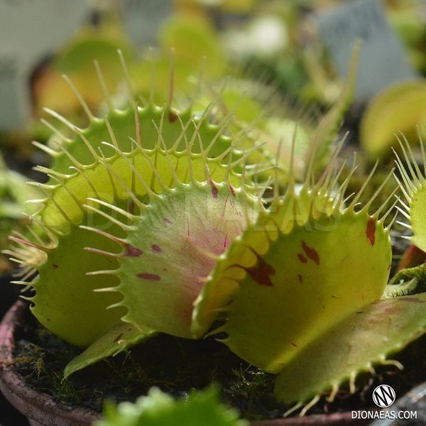 Dionaea muscipula Patches - M DM22 фото