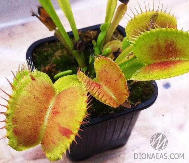 Dionaea muscipula Patches - M DM22 фото