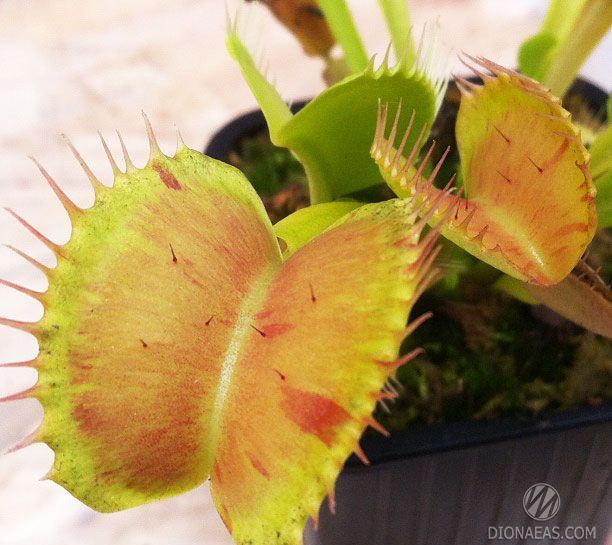 Dionaea muscipula Patches - M DM22 фото