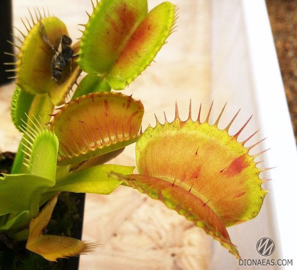 Dionaea muscipula Patches - M DM22 фото