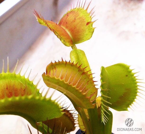 Dionaea muscipula Patches - M DM22 фото