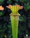 Sarracenia hybrid 10 - S S41 фото 1