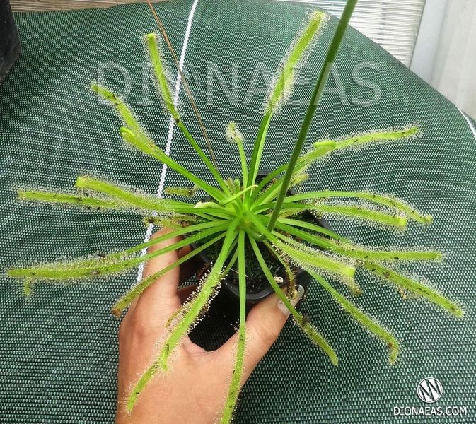 Drosera Capensis Giant SD-DR44 фото