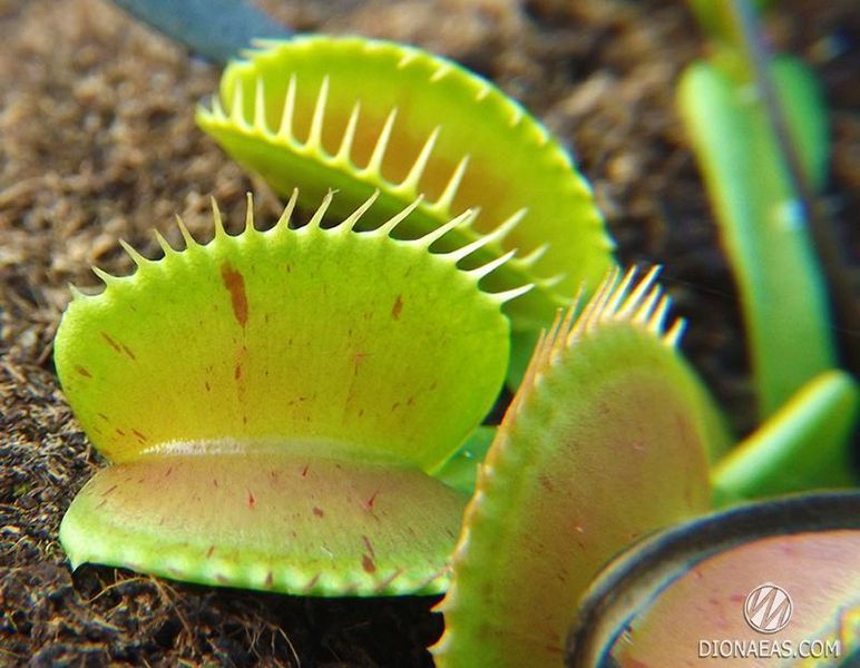 Dionaea muscipula Patches - M DM22 фото