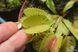 Dionaea muscipula Patches - M DM22 фото 8