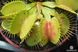 Dionaea muscipula Patches - M DM22 фото 7