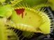 Dionaea muscipula Patches - M DM22 фото 6