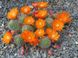 Ребуция пулвиноса - Rebutia pulvinosa SU134 фото 2