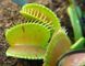 Dionaea muscipula Patches - M DM22 фото 5