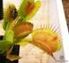 Dionaea muscipula Patches - M DM22 фото 2