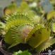 Dionaea muscipula Patches - M DM22 фото 9