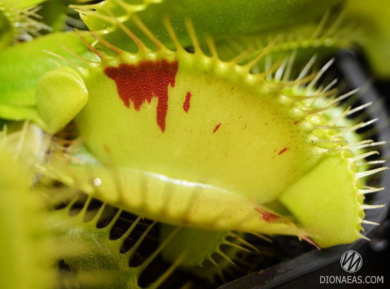 Dionaea muscipula Patches - M DM22 фото