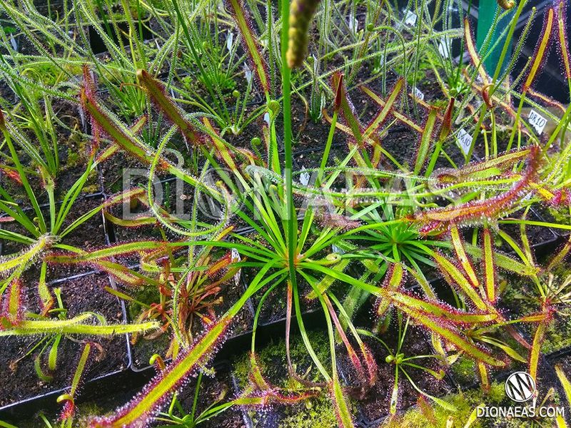 Drosera Capensis Giant SD-DR44 фото
