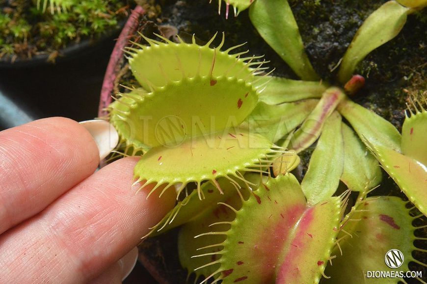 Dionaea muscipula Patches - M DM22 фото