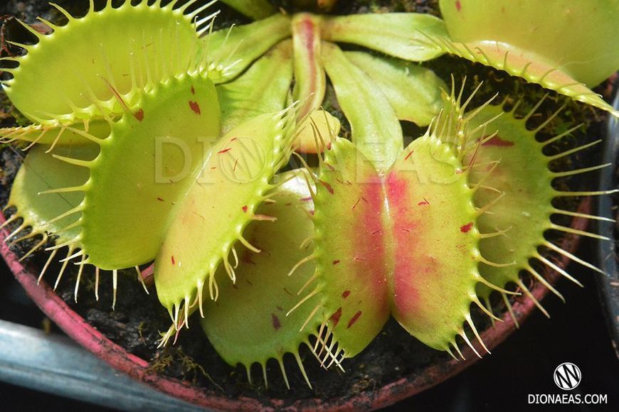 Dionaea muscipula Patches - M DM22 фото