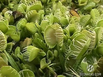 Dionaea muscipula Cross teeth#2 - S DM06 фото
