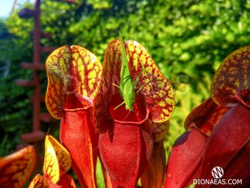 Sarracenia x alata x catesbaei - S S60 фото