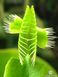 Dionaea muscipula Mirror - S DM56 фото 4