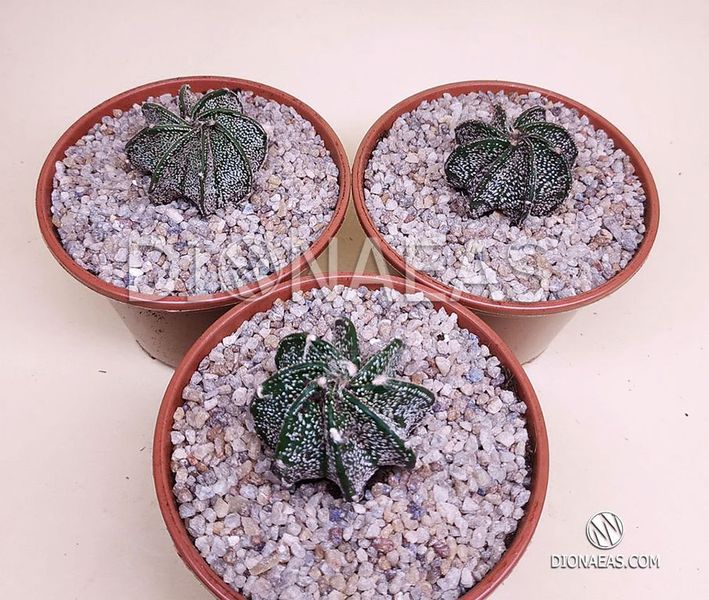 Astrophytum ornatum SU103 фото