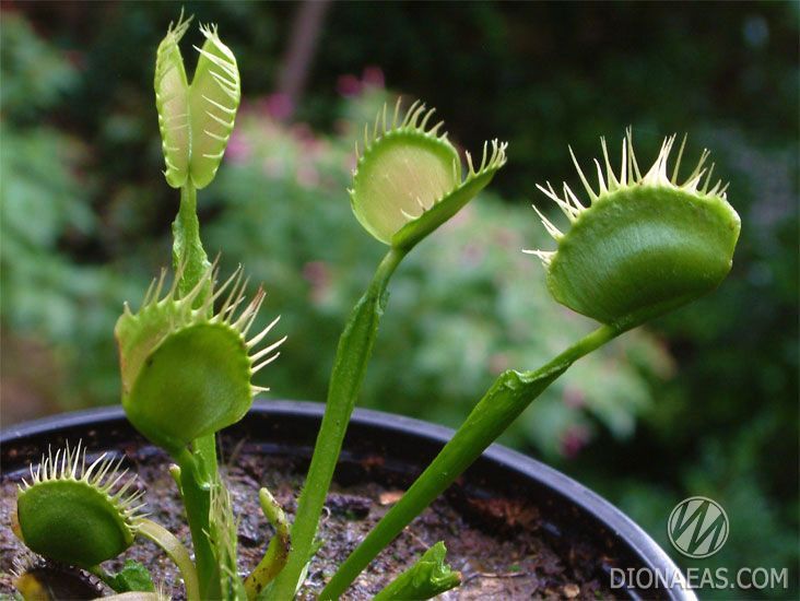 Dionaea muscipula Cross teeth#2 - S DM06 фото