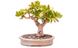 Crassula ovata - Крассула Овата, Крассула овальна, Грошове дерево, Товстянка овальна SU142 фото 5