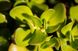 Crassula ovata - Крассула Овата, Крассула овальна, Грошове дерево, Товстянка овальна SU142 фото 2