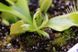 Dionaea muscipula Mirror - S DM56 фото 1