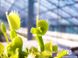 Dionaea muscipula Mirror - S DM56 фото 3