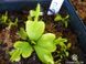 Dionaea muscipula Mirror - S DM56 фото 5