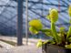 Dionaea muscipula Mirror - S DM56 фото 2