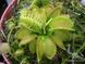Dionaea muscipula Cross teeth#2 - S DM06 фото 5