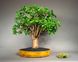 Crassula ovata - Крассула Овата, Крассула овальна, Грошове дерево, Товстянка овальна SU142 фото 7
