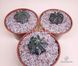 Astrophytum ornatum SU103 фото 4