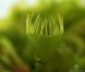 Dionaea muscipula Cross teeth#2 - S DM06 фото 2