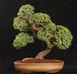 Crassula ovata - Крассула Овата, Крассула овальна, Грошове дерево, Товстянка овальна SU142 фото 8