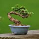 Crassula ovata - Крассула Овата, Крассула овальна, Грошове дерево, Товстянка овальна SU142 фото 6
