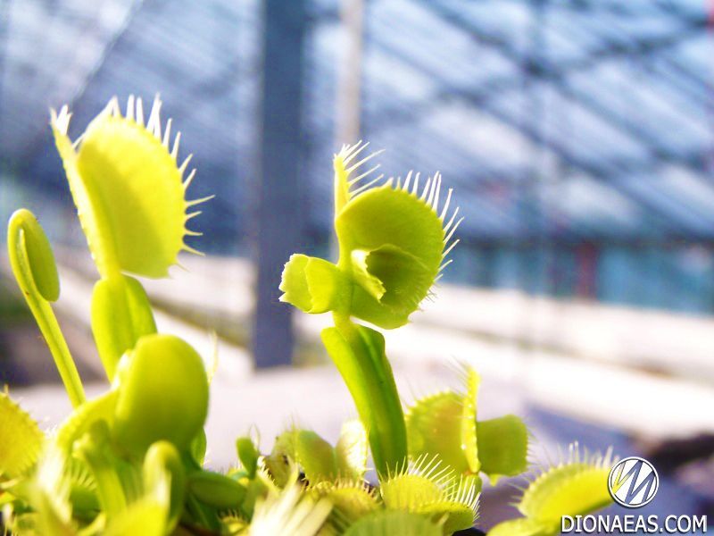 Dionaea muscipula Mirror - S DM56 фото