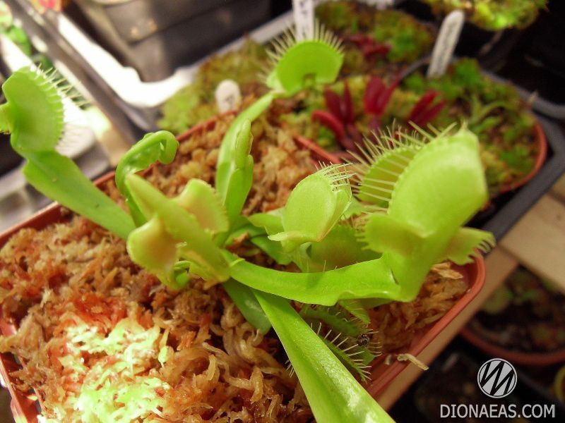 Dionaea muscipula Mirror - S DM56 фото