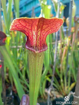 Sarracenia Flava x Alata Red Lid hybrid 2 S67 фото
