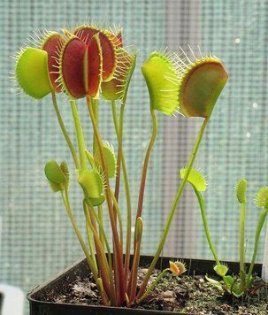 Dionaea muscipula Spider - S DM61 фото