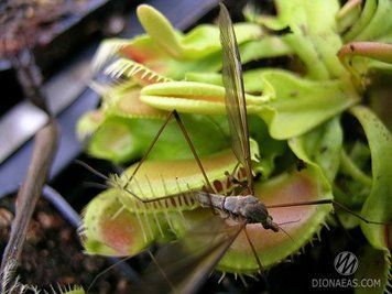 Dionaea muscipula Crocodile - S DM11 фото